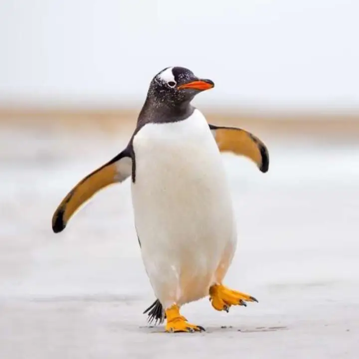 Mülteci Penguen