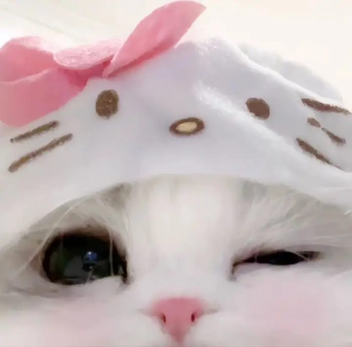 小野猫