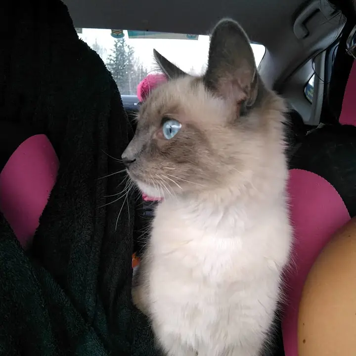 Milo Mittens